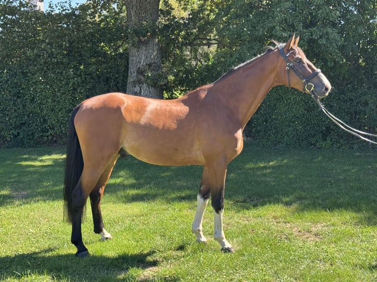 German Sport Horse Gelding 8 years 17.1 hh Brown in Tannhausen
