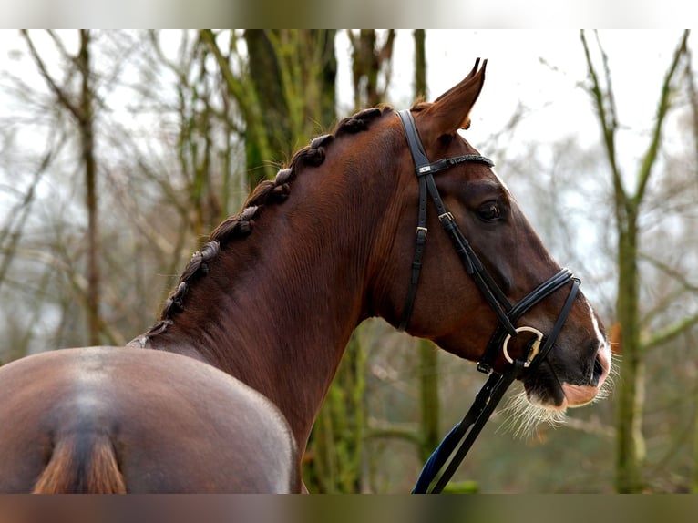 German Sport Horse Gelding 8 years 17,1 hh Chestnut in Hamminkeln