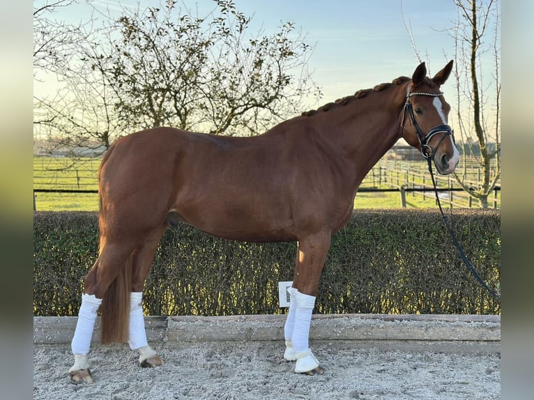 German Sport Horse Gelding 8 years 17,1 hh Chestnut in Kevelaer