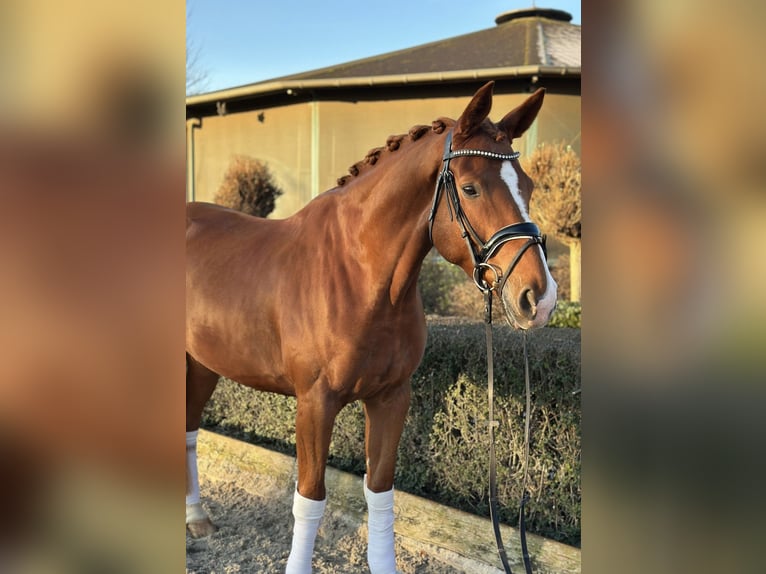 German Sport Horse Gelding 8 years 17,1 hh Chestnut in Kevelaer