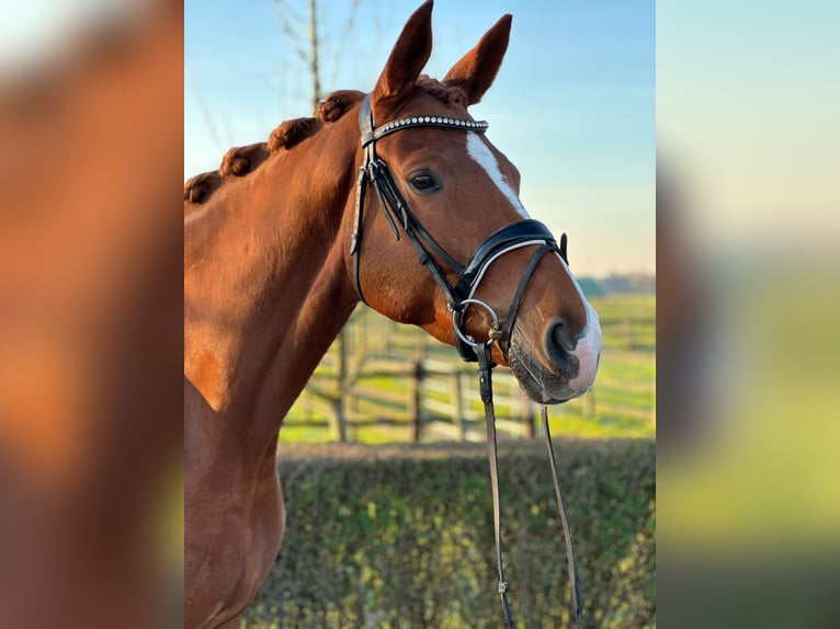 German Sport Horse Gelding 8 years 17,1 hh Chestnut in Kevelaer