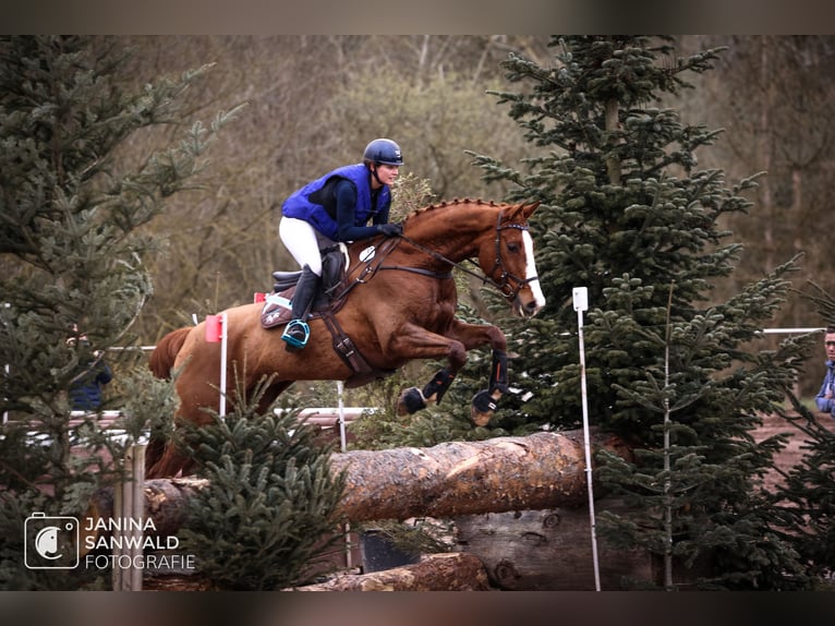 German Sport Horse Gelding 8 years 17,1 hh Chestnut-Red in Allmendingen