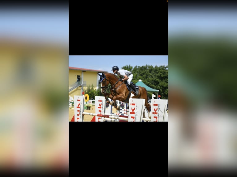 German Sport Horse Gelding 8 years 17,1 hh Chestnut-Red in Haarbach