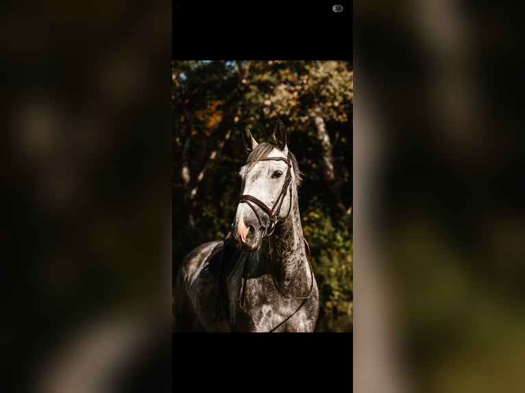 German Sport Horse Gelding 8 years 17.1 hh Grey in Schwarmstedt