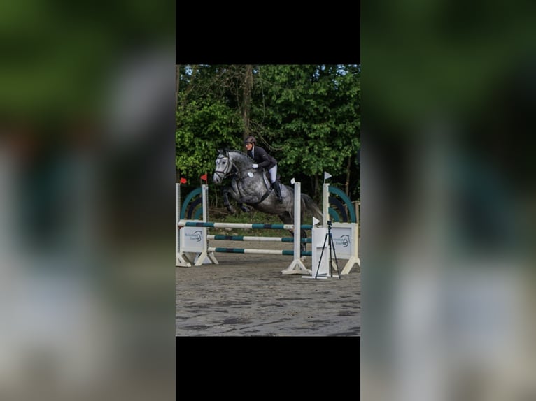 German Sport Horse Gelding 8 years 17.1 hh Grey in Schwarmstedt