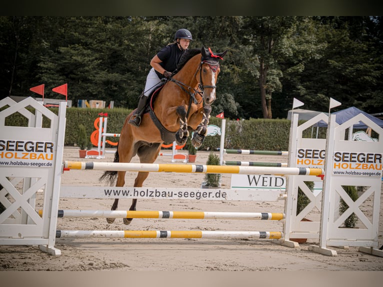 German Sport Horse Gelding 8 years 17.2 hh Brown in Wiernsheim