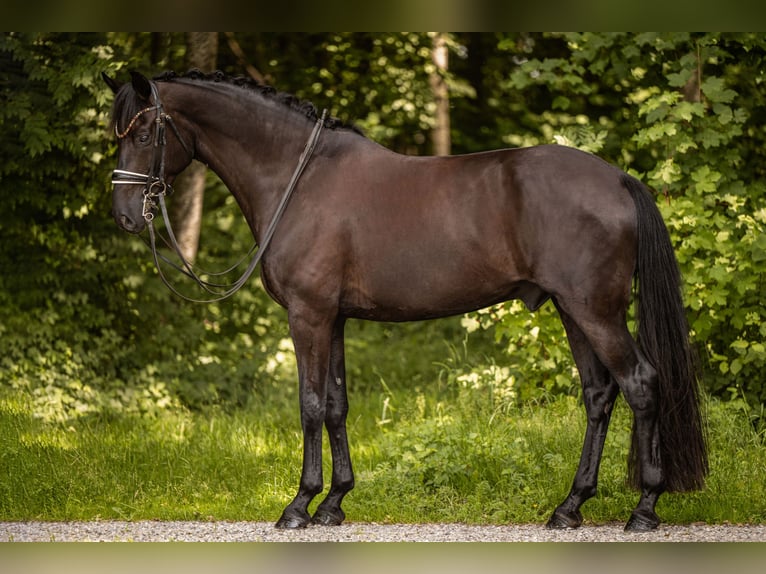 German Sport Horse Gelding 8 years 17 hh Black in Wehringen
