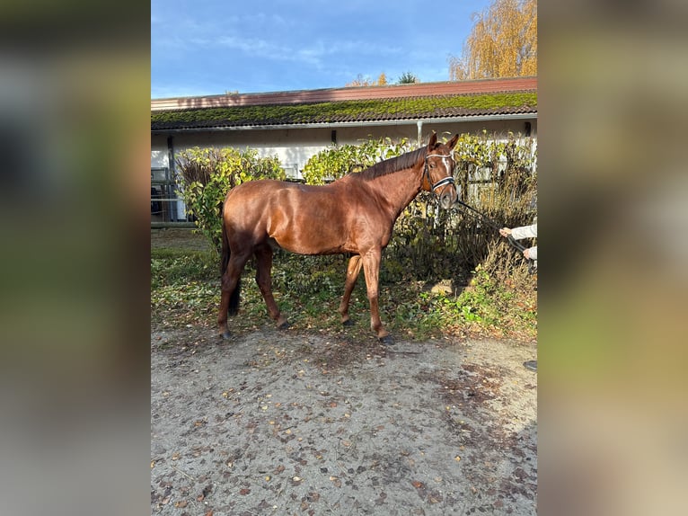 German Sport Horse Gelding 8 years 17 hh Chestnut in Rudelzhausen