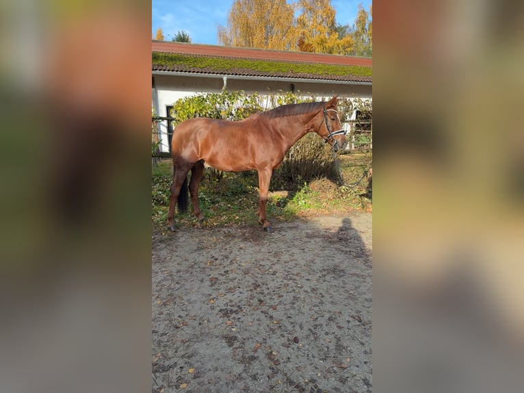 German Sport Horse Gelding 8 years 17 hh Chestnut in Rudelzhausen