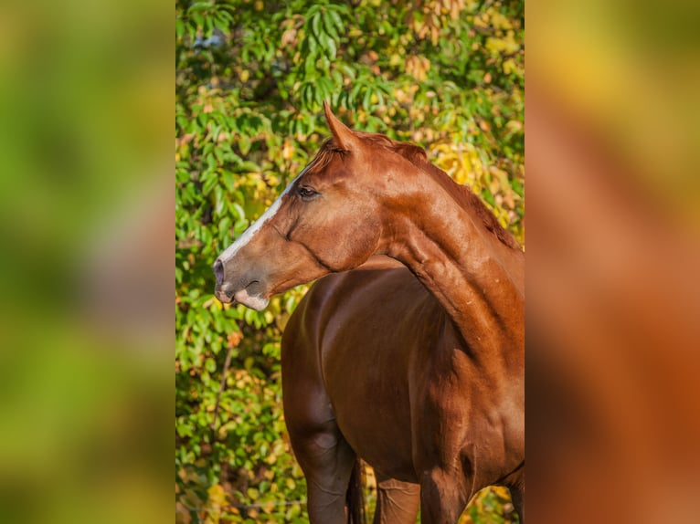 German Sport Horse Gelding 8 years 17 hh Chestnut-Red in Cottbus