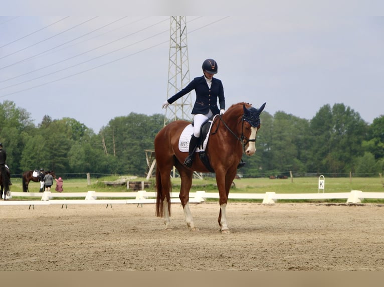 German Sport Horse Gelding 8 years 17 hh Chestnut-Red in Cottbus