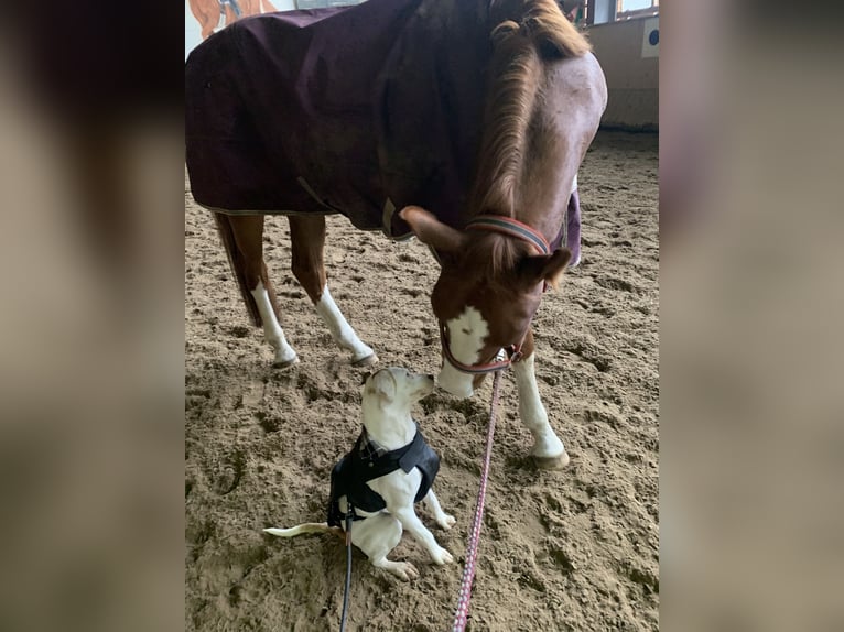 German Sport Horse Gelding 8 years 17 hh Chestnut-Red in Cottbus