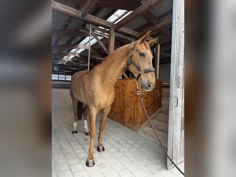 German Sport Horse, Gelding, 8 years, 17 hh, Chestnut-Red