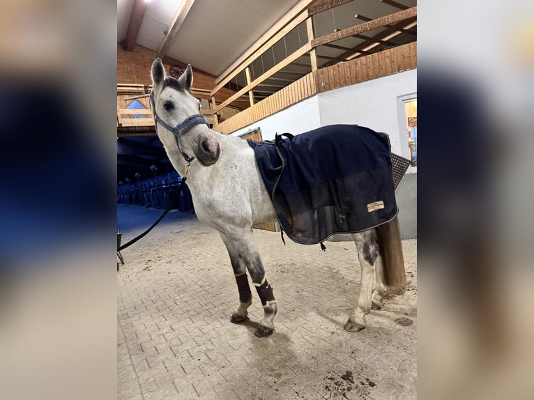 German Sport Horse Gelding 8 years 17 hh Gray-Dapple in Göda