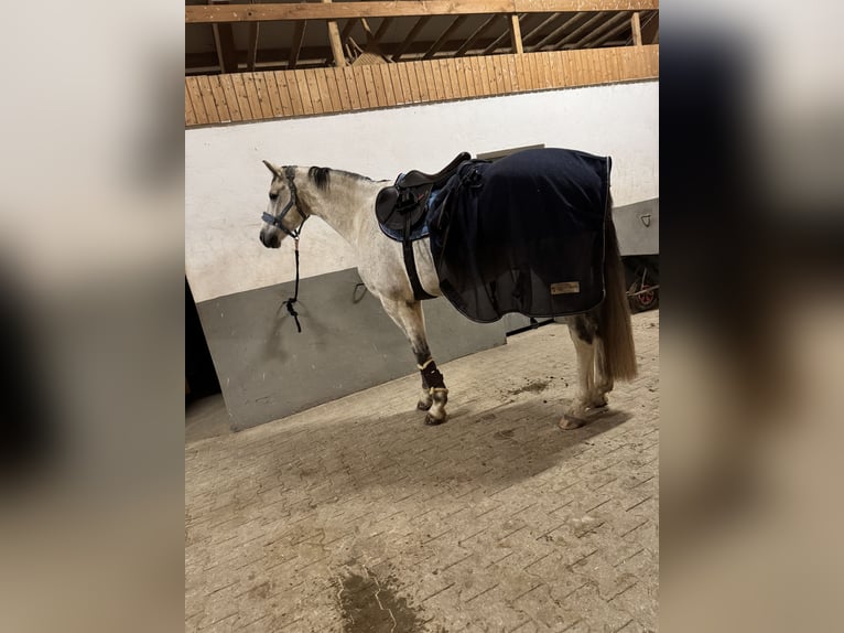 German Sport Horse Gelding 8 years 17 hh Gray-Dapple in Göda