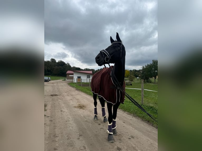 German Sport Horse Gelding 8 years 17 hh Smoky-Black in Regensburg