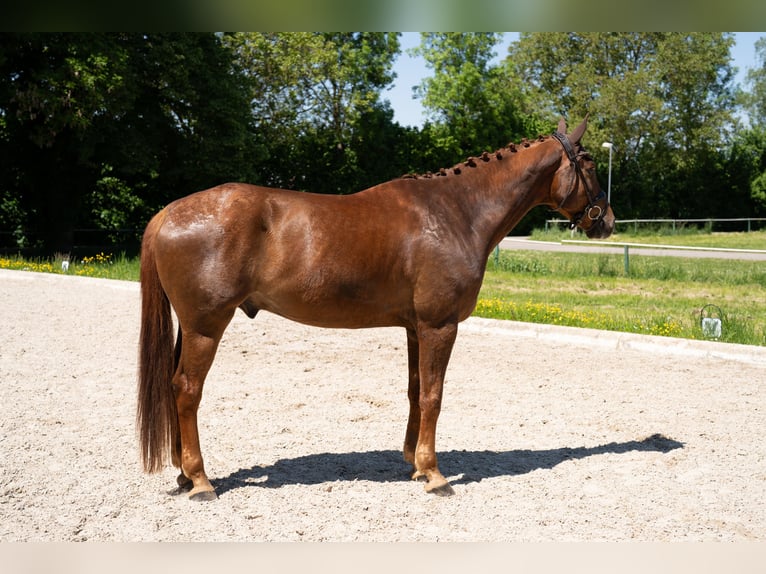German Sport Horse Gelding 8 years 17,1 hh Chestnut-Red in Kehl