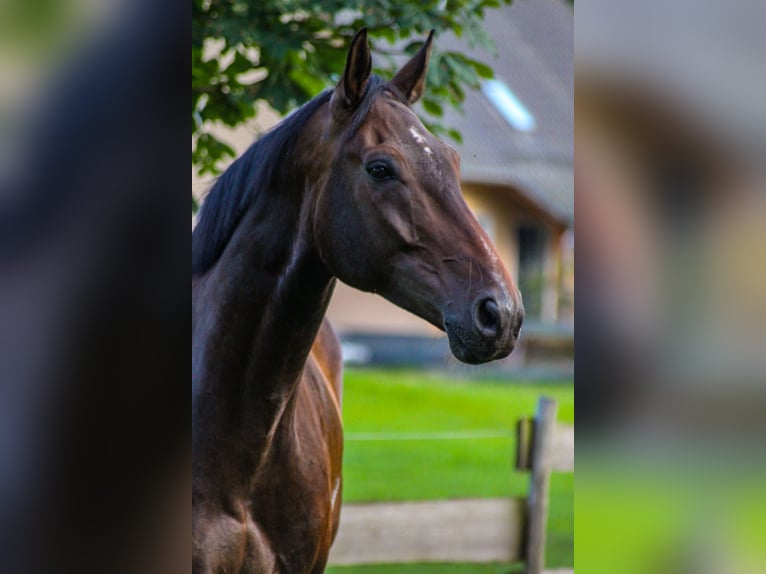 German Sport Horse Gelding 8 years 17,2 hh Bay-Dark in Fehrbellin