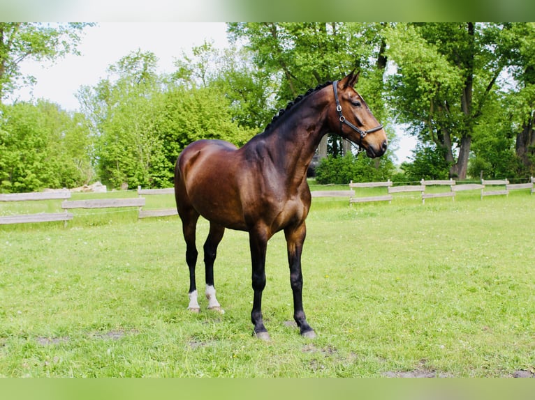 German Sport Horse Gelding 8 years 17,2 hh Bay-Dark in Fehrbellin