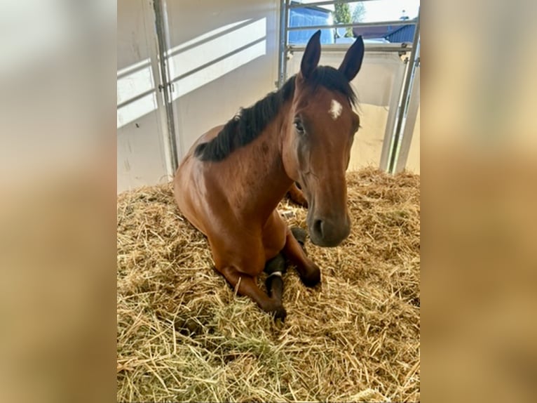 German Sport Horse Gelding 8 years 17,2 hh Brown in Hirschberg an der Bergstraße