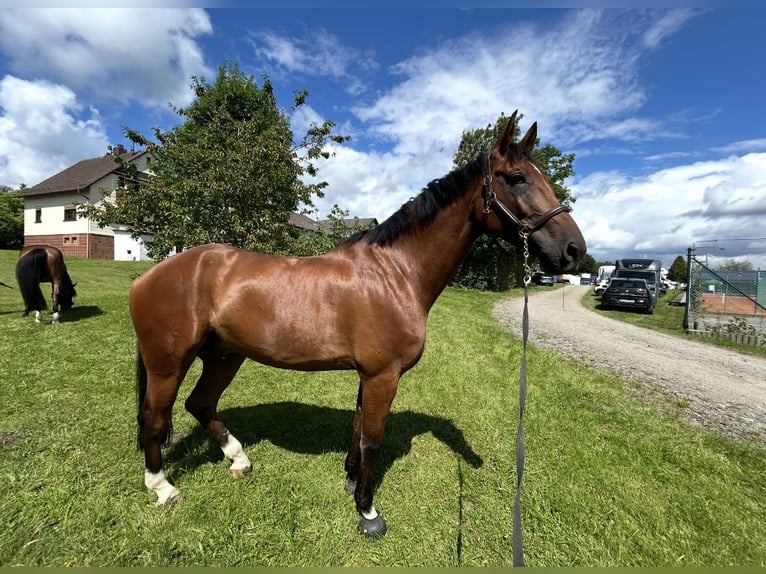 German Sport Horse Gelding 8 years 17,2 hh Brown in Hirschberg an der Bergstraße