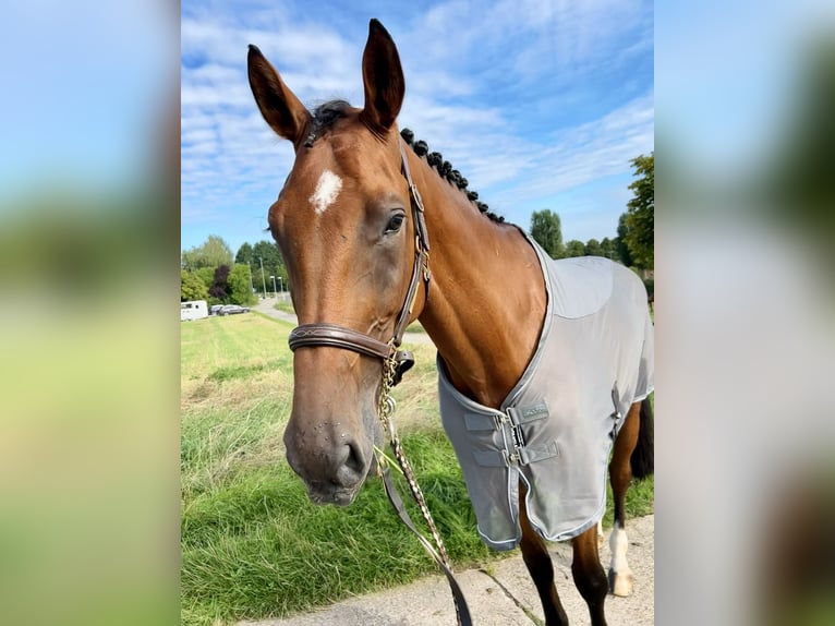 German Sport Horse Gelding 8 years 17,2 hh Brown in Hirschberg an der Bergstraße