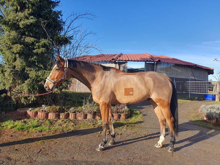 German Sport Horse Gelding 8 years 17,2 hh Brown in Wiernsheim