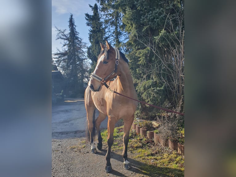 German Sport Horse Gelding 8 years 17,2 hh Brown in Wiernsheim