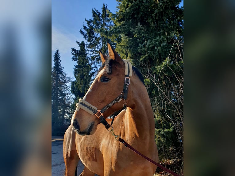 German Sport Horse Gelding 8 years 17,2 hh Brown in Wiernsheim
