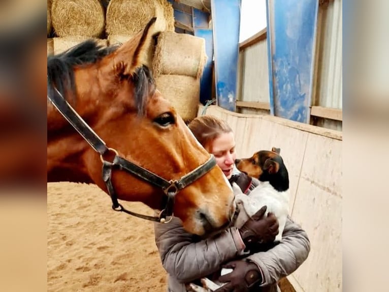 German Sport Horse Gelding 8 years 17,2 hh Brown in Wiernsheim