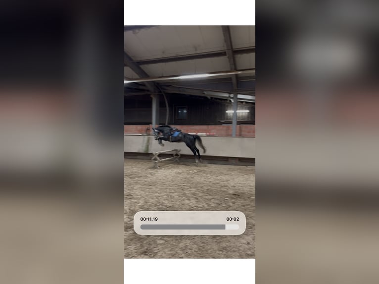 German Sport Horse Gelding 8 years 18 hh Grey in Bruchweiler-Bärenbach