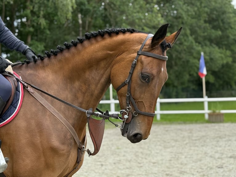 German Sport Horse Gelding 8 years Brown in Thuine