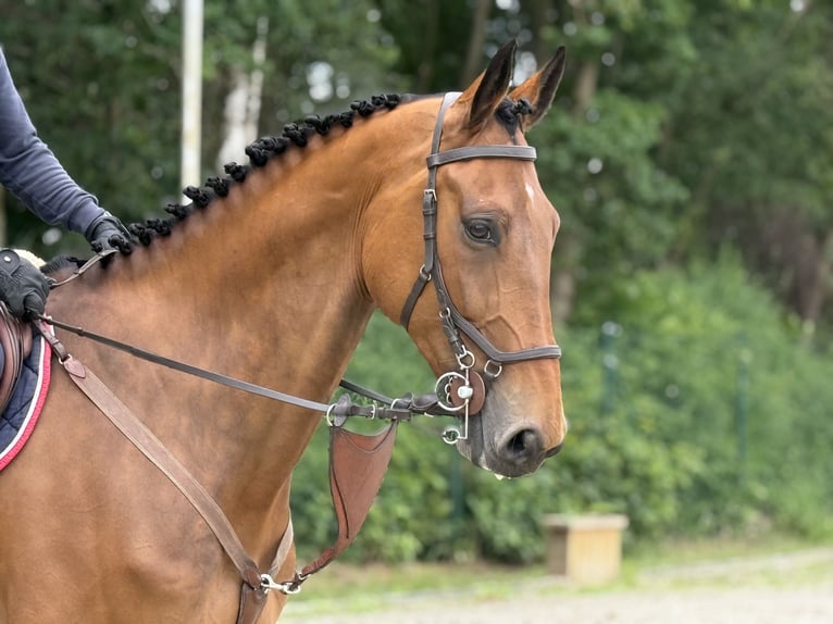 German Sport Horse Gelding 8 years Brown in Thuine