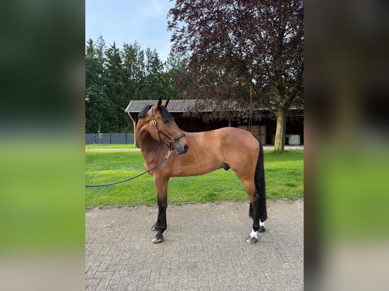 German Sport Horse Gelding 8 years Brown in Thuine