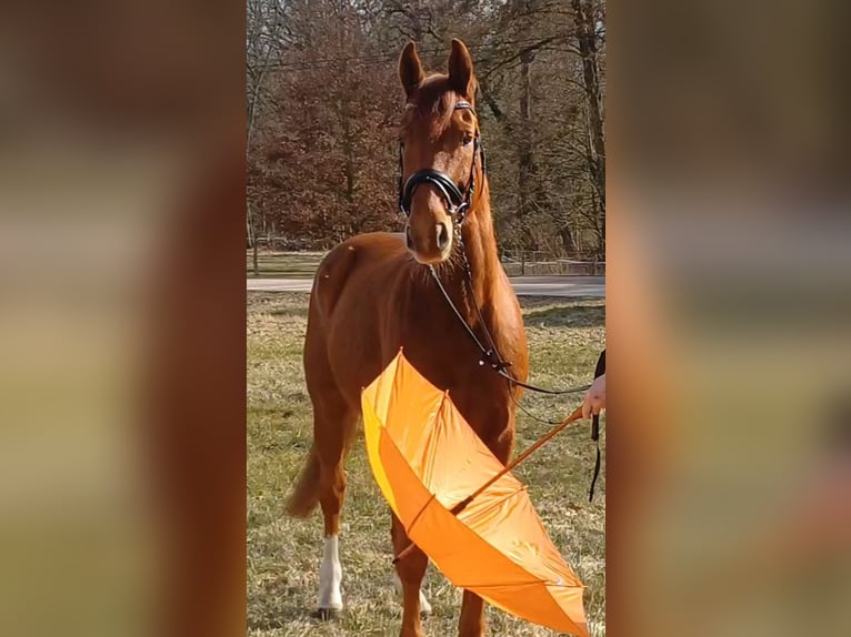 German Sport Horse Gelding 9 years 15.2 hh Chestnut-Red in Ringelsdorf