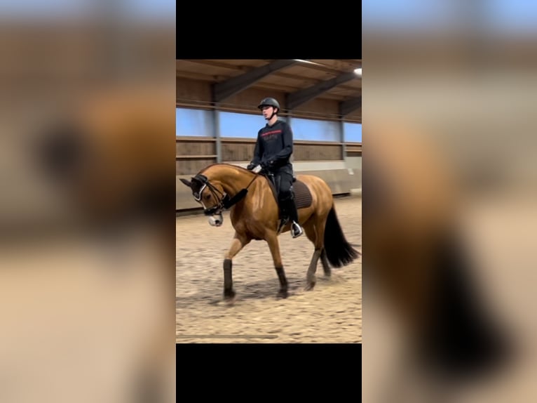 German Sport Horse Gelding 9 years 15,2 hh Chestnut-Red in Tamm