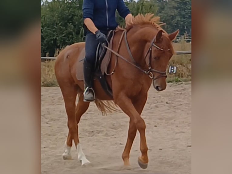 German Sport Horse Gelding 9 years 15,2 hh Chestnut-Red in Neustadt/Dosse