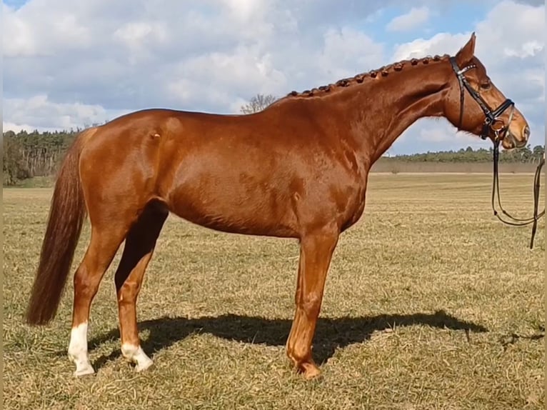 German Sport Horse Gelding 9 years 15,2 hh Chestnut-Red in Ringelsdorf