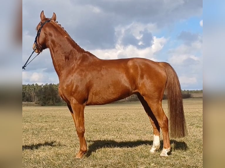 German Sport Horse Gelding 9 years 15,2 hh Chestnut-Red in Ringelsdorf