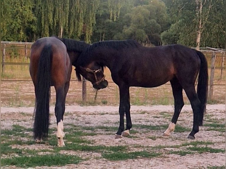 German Sport Horse Gelding 9 years 16.1 hh Bay-Dark in Schwalmstadt