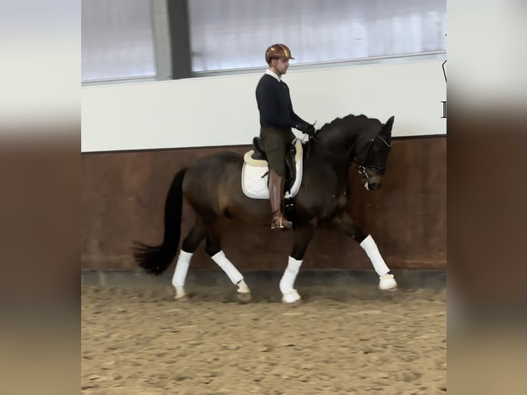 German Sport Horse Gelding 9 years 16.1 hh Brown in Vechta