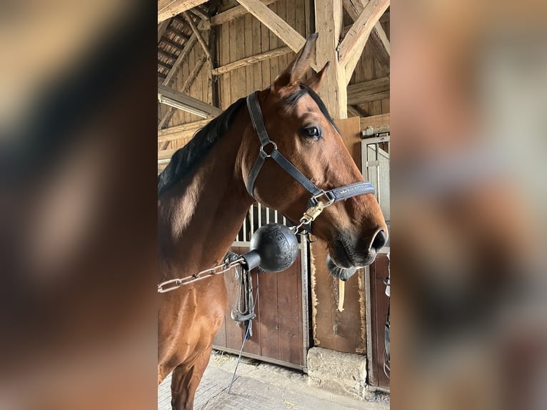 German Sport Horse Gelding 9 years 16.1 hh Brown in Bretzfeld