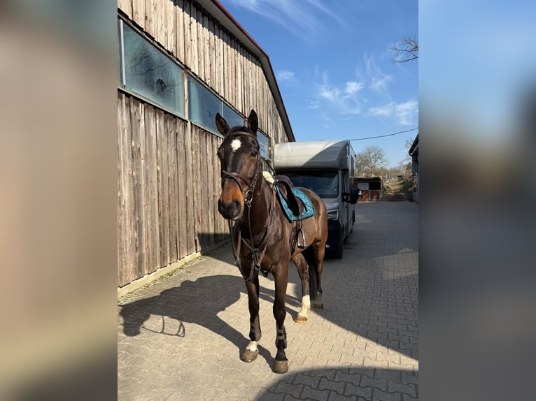 German Sport Horse Gelding 9 years 16.1 hh Brown in Mannheim
