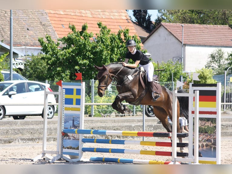 German Sport Horse Gelding 9 years 16.1 hh Brown in Mannheim
