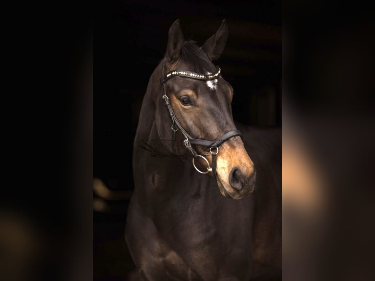 German Sport Horse Gelding 9 years 16.1 hh Brown in Bernburg