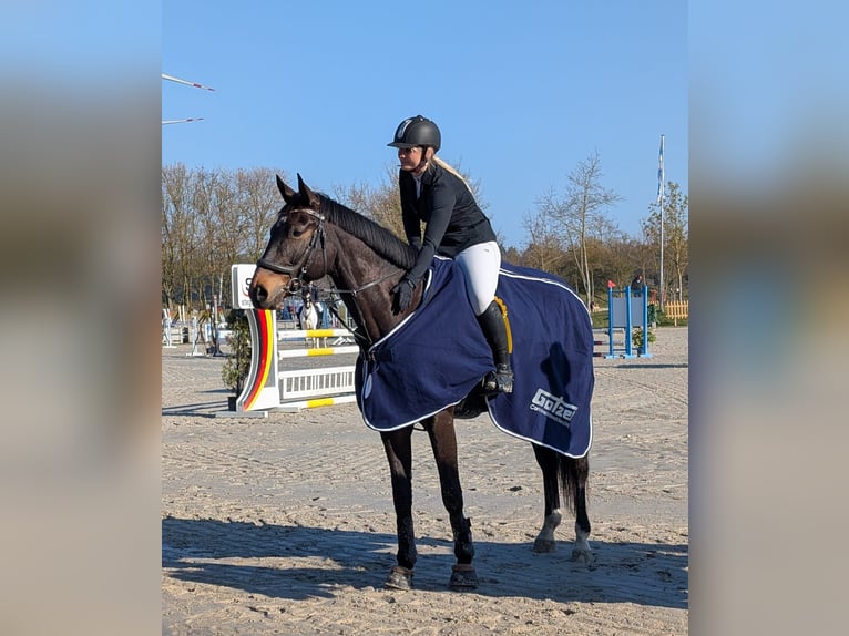 German Sport Horse Gelding 9 years 16.1 hh Brown in Bernburg
