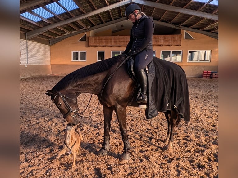 German Sport Horse Gelding 9 years 16.1 hh Brown in Bernburg