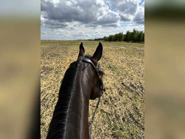 German Sport Horse Gelding 9 years 16.1 hh Brown in Bernburg
