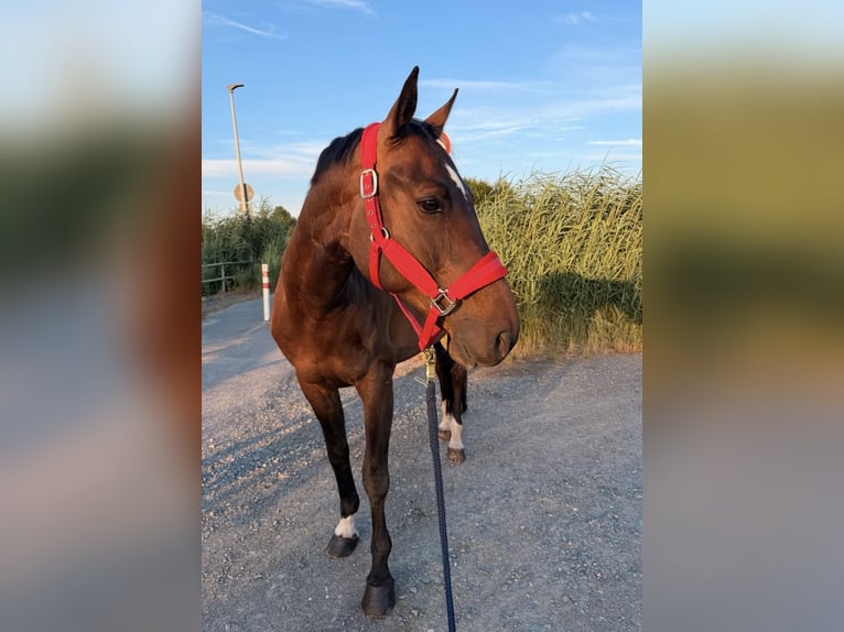 German Sport Horse Gelding 9 years 16.1 hh Brown in Darmstadt