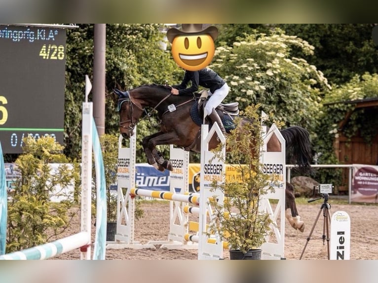 German Sport Horse Gelding 9 years 16.1 hh Brown in Darmstadt